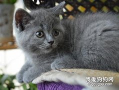 英国短毛猫与美国短毛猫的区别