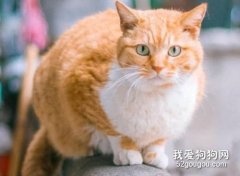 <b>橘猫为什么容易胖?</b>