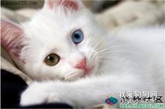 <b>波斯猫的眼睛为什么颜色不一样?</b>