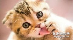 猫咪眼屎多怎么清理?