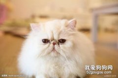 猫钱癣如何治疗？