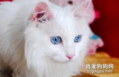 <b>波斯猫呕吐吃什么药?</b>