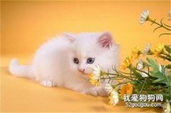 波斯猫洗澡注意事项?