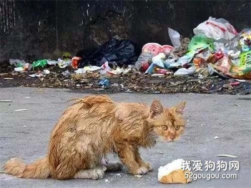 <b>流浪猫会不会羡慕宠物猫？会！</b>