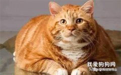 <b>猫咪肥胖怎么减肥?</b>