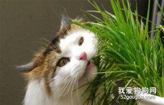 <b>猫草有什么作用 猫吃猫草可以排毛球吗</b>
