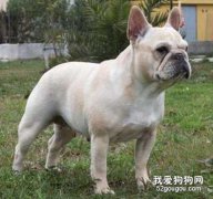 <b>法国斗牛犬怎么看品相?</b>