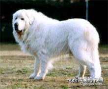 白熊犬和萨摩耶的区别是什么?