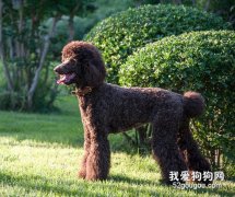 巨贵犬标准是什么?