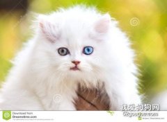 猫肉垫有什么作用?
