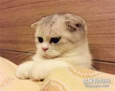 给猫咪洗澡要注意什么？