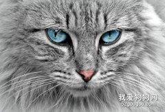 <b>猫的眼神代表什么意思 你知道吗？</b>