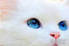 <b>猫眼里的世界是什么颜色?</b>