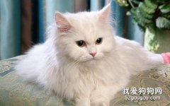 波斯猫怎么看品相 该如何挑选?