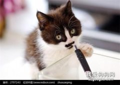 猫为什么喜欢咬东西 该如何改正?