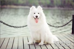 <b>萨摩耶养狗攻略</b>