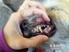 <b>狗狗牙周炎的症状和治疗</b>