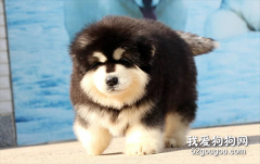 阿拉斯加犬怎么养?