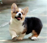 <b>柯基犬怎么养 柯基犬饲养方法</b>