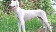 细犬和灵缇有什么区别?