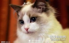 <b>猫的寿命是多少年?</b>