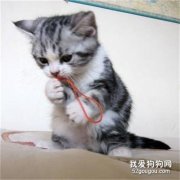 新猫10天隔离法是什么意思？