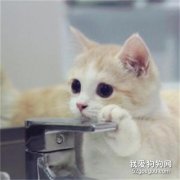 <b>怎么让猫不翻垃圾桶 这四招主人可以学学</b>