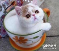 茶杯猫寿命有多久?茶杯猫寿命详解