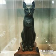 <b>埃及猫有什么传说 埃及猫的传说介绍</b>