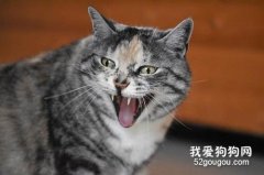 猫咪为什么会挠人?