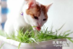 <b>如何让猫咪不吃植物?</b>