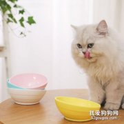 <b>如何防止猫咪挑食 猫咪挑食解决办法</b>