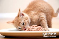 <b>猫咪可以吃甜食吗?</b>