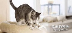 <b>为什么猫咪会踩奶？</b>