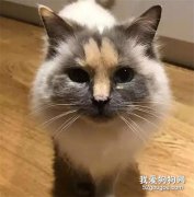 <b>布偶猫被人嫌弃没人要，只因脸上这个奇怪的胎记...</b>