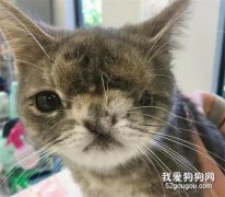 <b>独眼流浪猫很黏人，见到人就要抱抱，却因太丑没人领养，直到...</b>