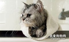 猫咪美容工具有哪些 猫咪美容工具使用方法