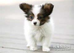 蝴蝶犬幼犬怎么养 蝴蝶犬饲养注意事项