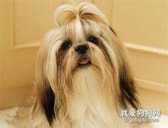 西施犬幼犬怎么养 西施犬饲养方法