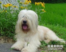 古牧犬怎么养 古代牧羊犬饲养方法