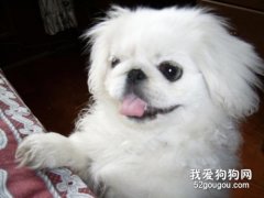 京巴狗怎么养 京巴犬饲养护理方法