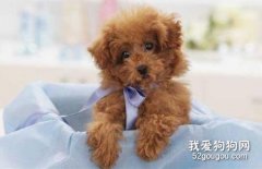 贵宾犬怎么养 贵宾犬饲养方法