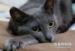 俄罗斯蓝猫和英国蓝猫的区别有哪些?