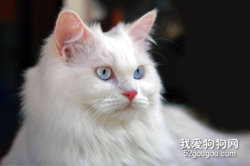 猫咪耳螨怎么治疗?