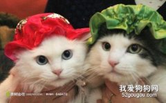 如何预防猫咪患上猫瘟?