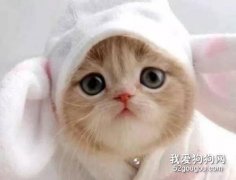猫咪掉牙是怎么了 猫咪会换牙吗