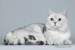 猫咪流产症状 如何预防母猫流产？