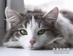 <b>怀孕的猫咪吃什么 猫咪孕期喂养指南</b>