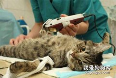 <b>猫几个月做绝育 猫咪绝育风险介绍</b>