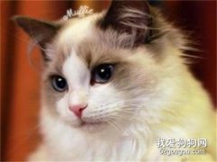 布偶猫怎么打理毛发？